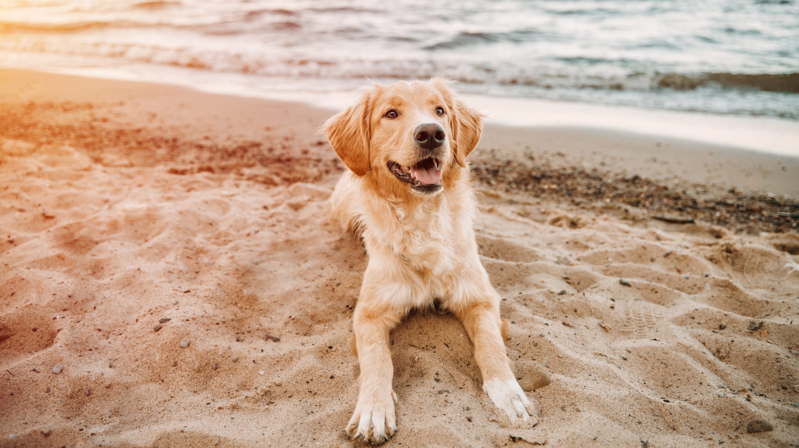 yellow dog sits on a sea beach.