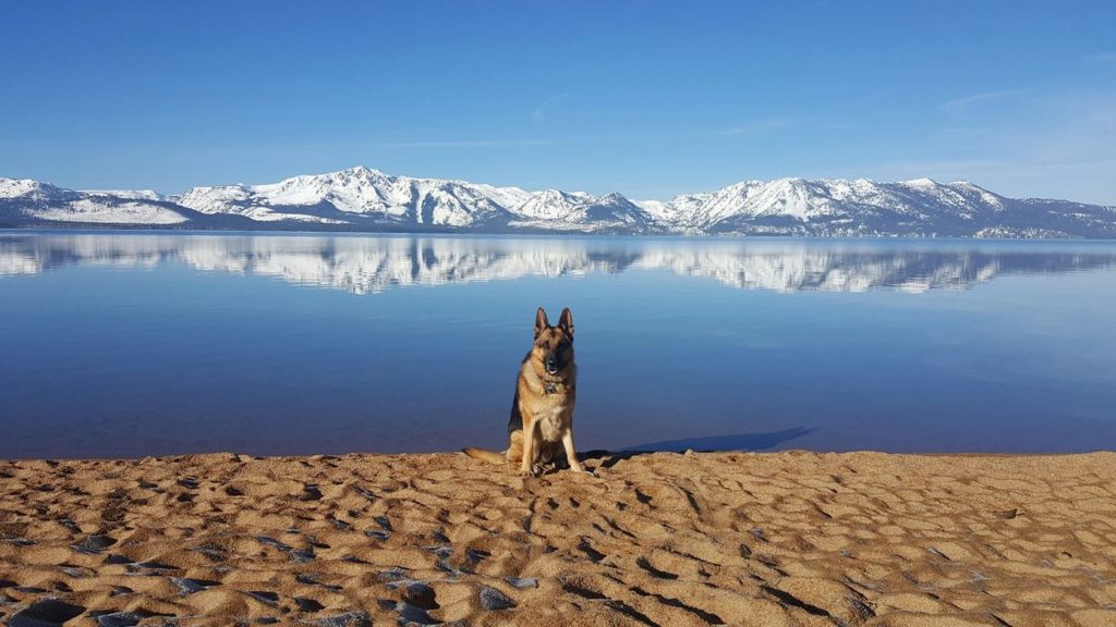 German shepherd at the Tahoe Keys Resort.