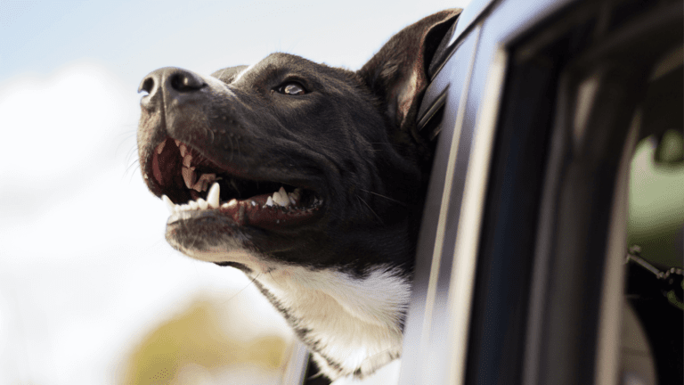 A delightful black and white canine on a DogTrek adventure, joyously sticking its head out of the car window to relish in the invigorating breeze, ready for an unforgettable day filled with tail-wagging fun. - Dogtrekker