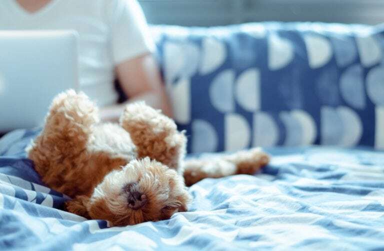 A chilled-out canine lounging blissfully on a cozy bed adorned in shades of blue and white. In the softly focused background, an individual is hunched over a laptop, engrossed in work. Provides a perfect scenario for those who wish to spend a relaxing day indoors with their dog while juggling some office tasks. - Dogtrekker