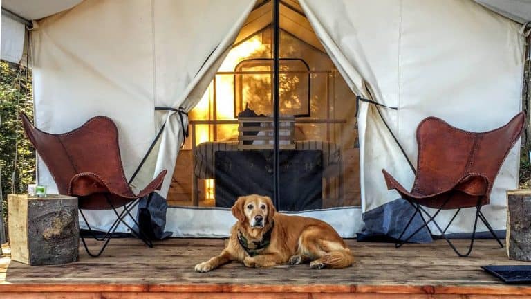 golden retriever on deck in front of tent at Mendocino Grove.