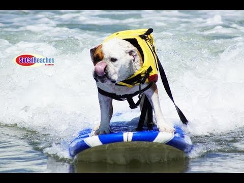 Surf dogs