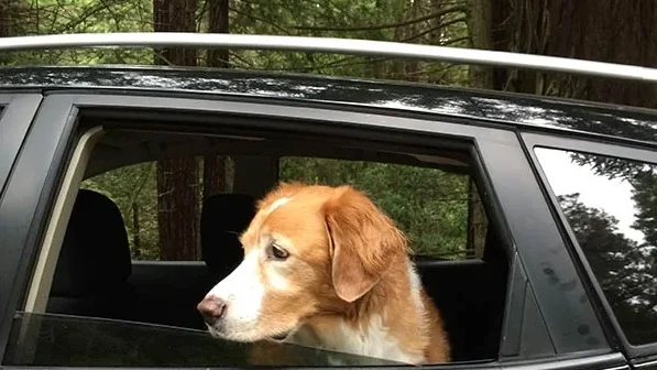 Little River adventure dog
