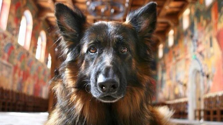 Lupo at Castello di Amarosa