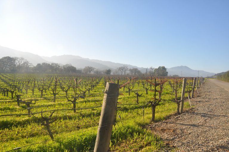 Grapevine in early winter
