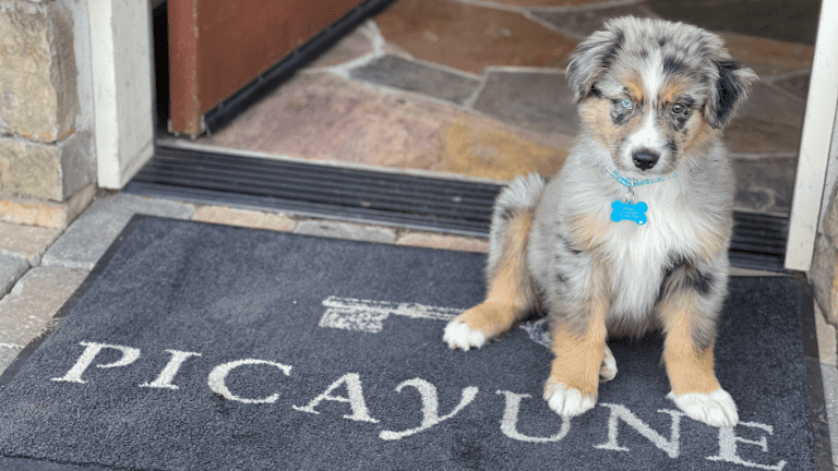 Picayune Cellars dog
