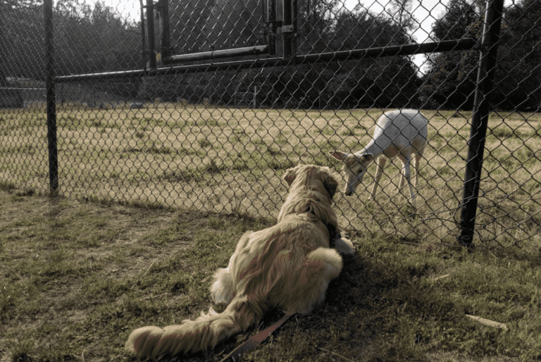 Dog and deer