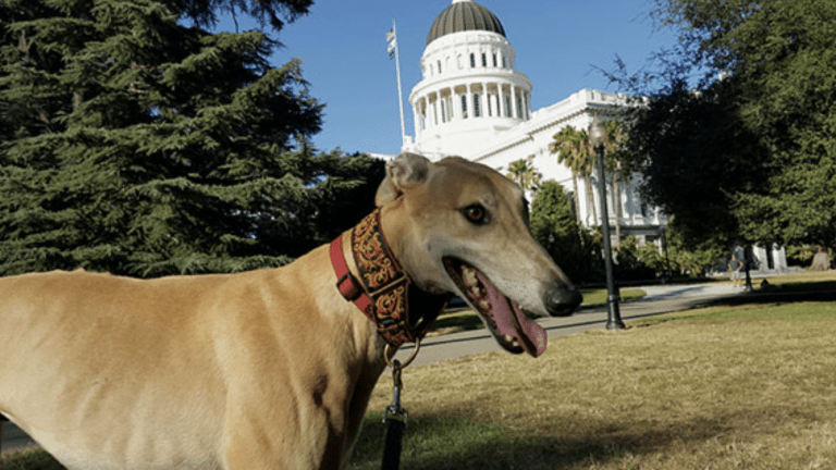 A tan greyhound with a geometric-patterned collar stands on a grassy lawn in front of Sacramento’s white-domed Capitol building, framed by tall trees.