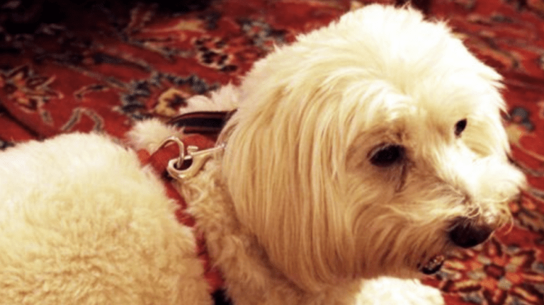 White dog on rug at Stanford Inn.
