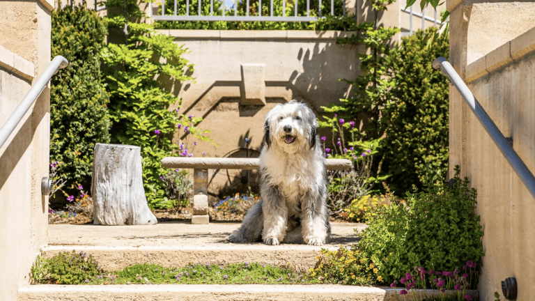 Sheepdog at Noyo Harbor Inn