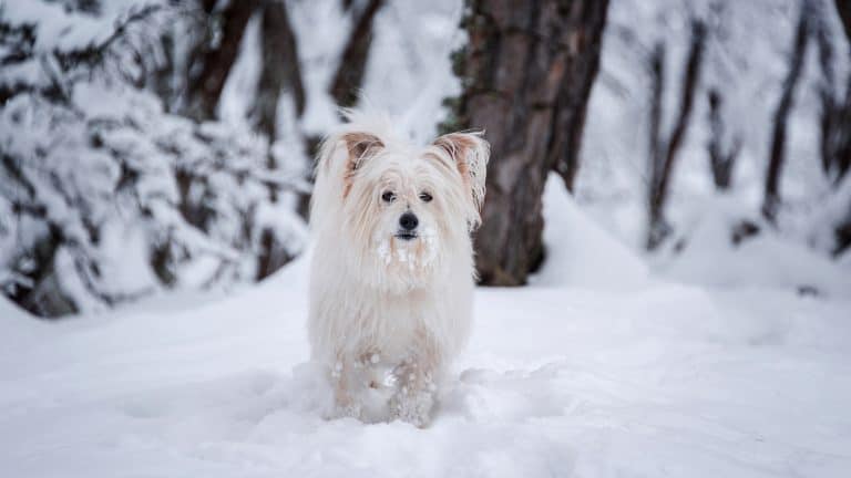 A white dog hiking in Tahoe.