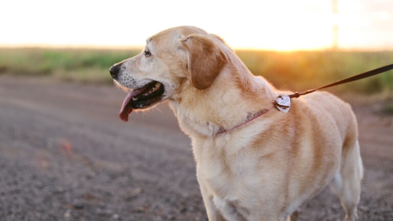 yellow lab looking into the distance on wide trail at sunset