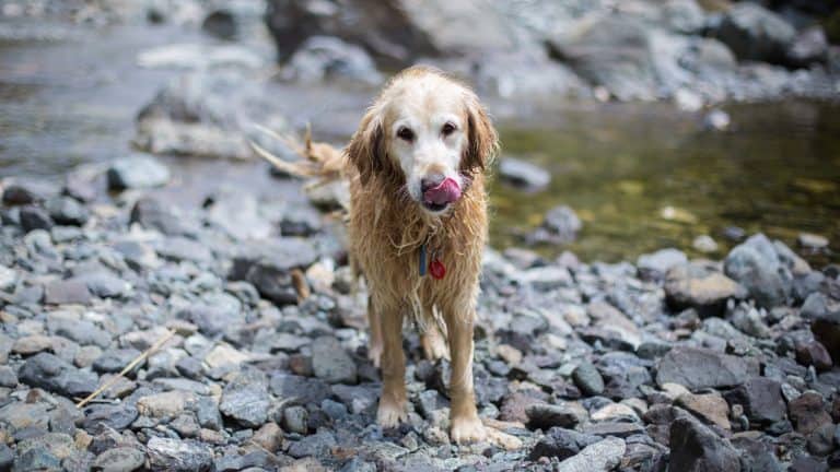 golden retriever on riverbank