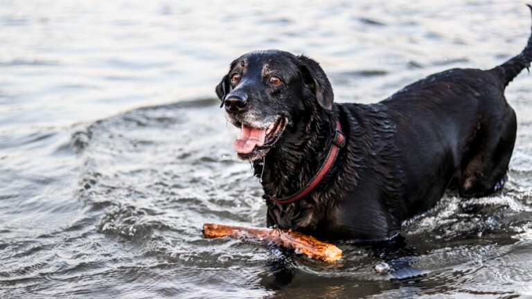 Senior black lab stands in lake with stick floating nearby