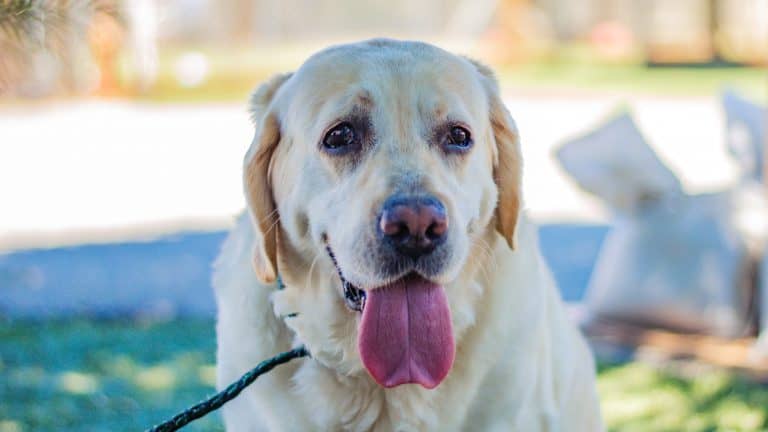 yellow lab