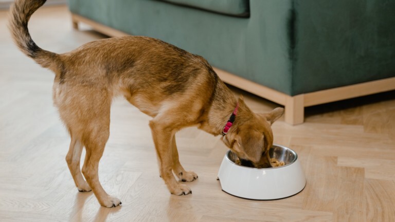 Dog eating out of bowl