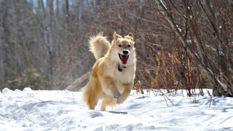 A dog running through the snow.