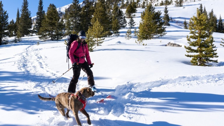 cross country skier with brown dog with snow and pine trees