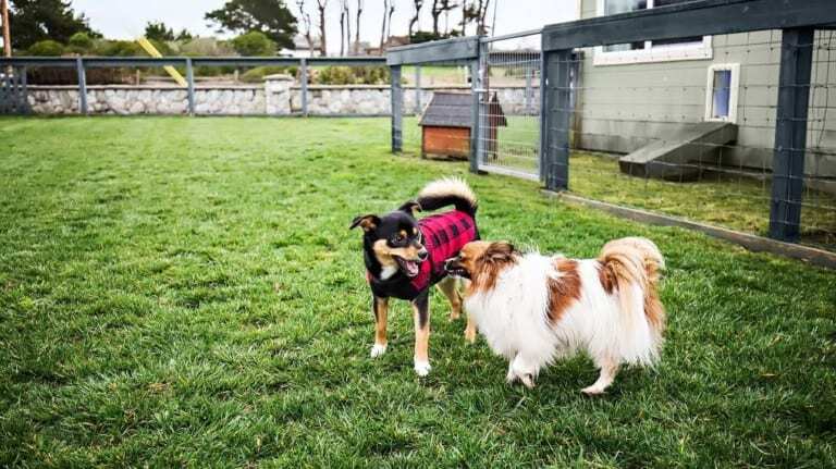 Beachcomber Dog Park