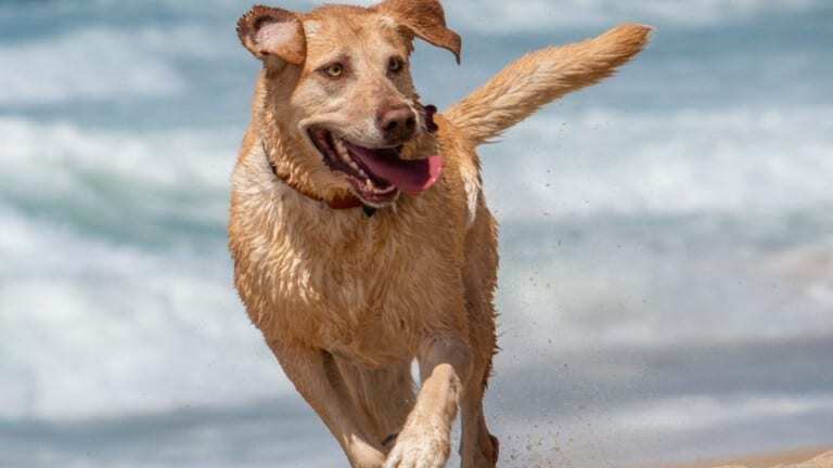 Retriever running along the beach at Seaside in Monterey County
