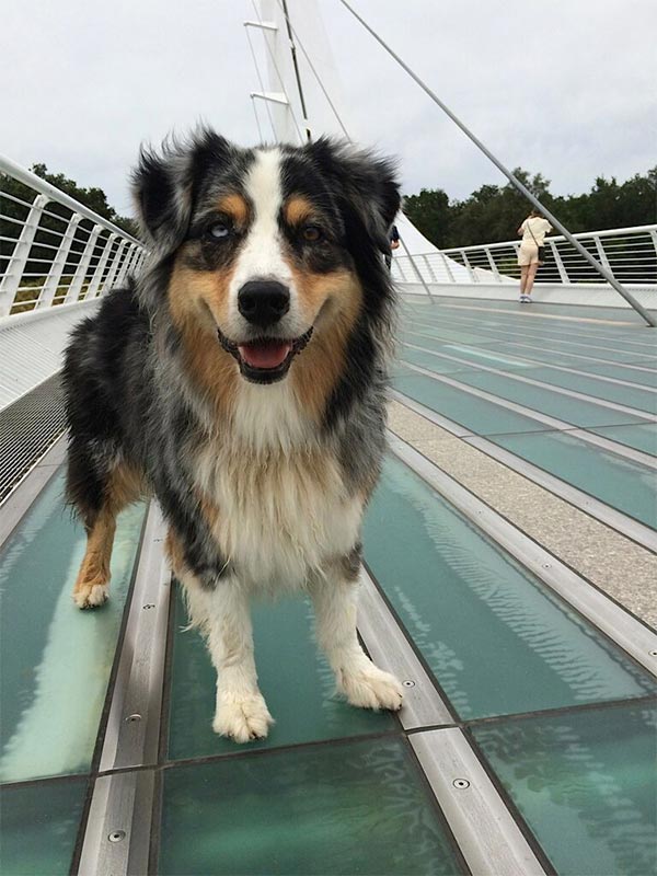 Aussie mix walking in Redding