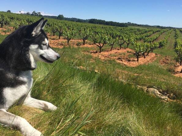 Dog in Amador County field