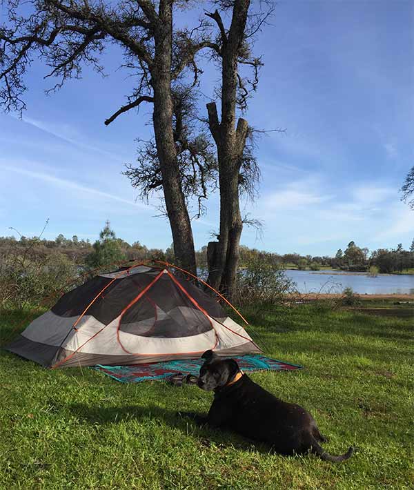Dog walking towards a tent