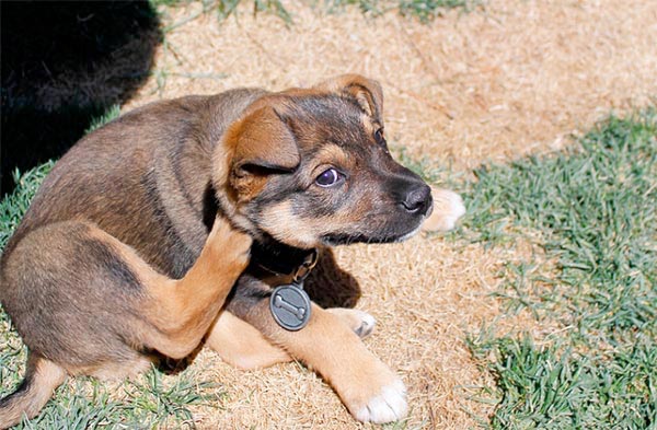 Dog scratching