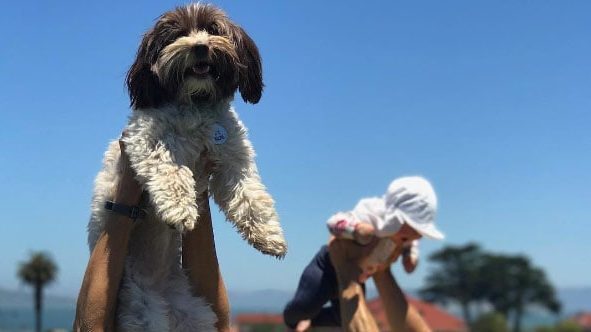 People holding up cute dogs