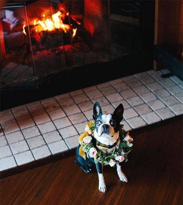 Dog by a fireplace