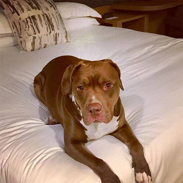 Dog on bed at the Kimpton Sawyer Hotel Sacramento