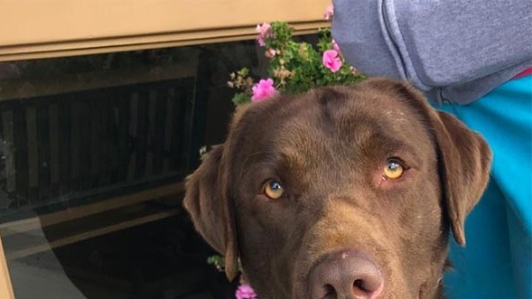 Chocolate lab at Monterey Bay Labrador Retriever rescue