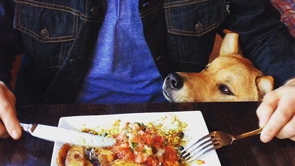 Dog at restaurant near the sea