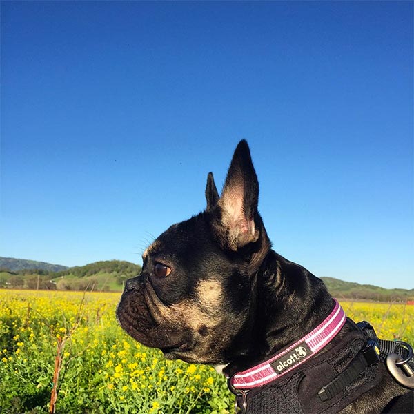 Black dog on grass with blue sky behind