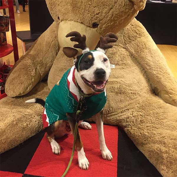 Adorable puppy dog in Macy's holiday window
