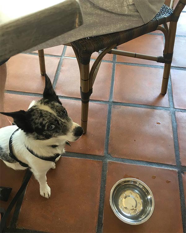 Dog sharing a bite with his person