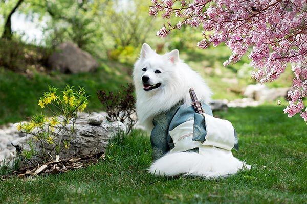 Dog with dog first aid kit