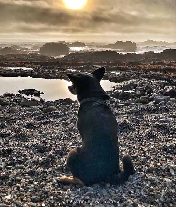 Dog by the beach near Little River Inn