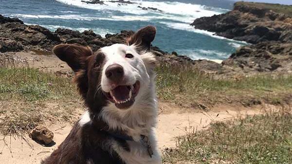 Dog in Mendocino Village