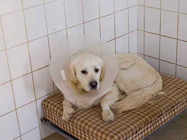 Dog with a limp