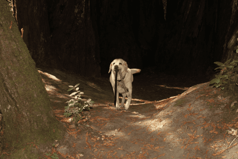 Dog forest bathing