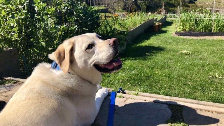 Kayla resting on the Stanford Inn lawn