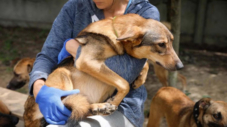 Woman volunteer  with homeless dog at shelter