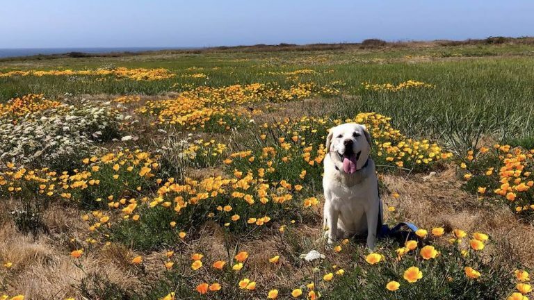 Dog on flower field in Mendocino County