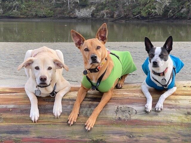 Dog road-tripping with pack