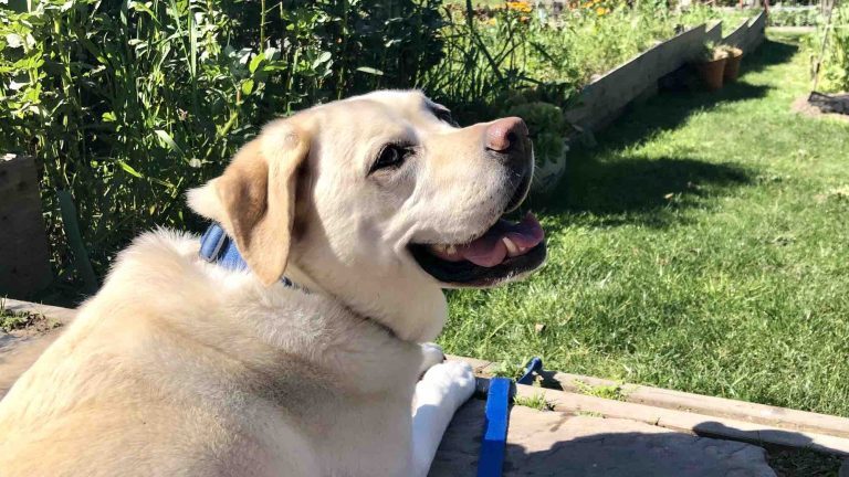Kayla enjoying the sun at the Stanford Inn garden