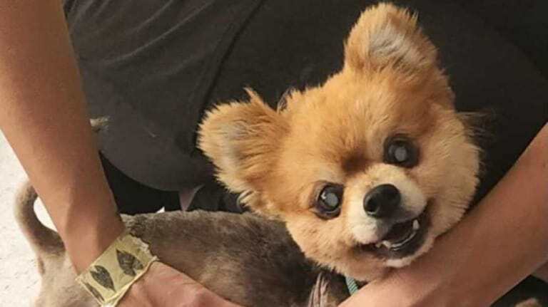 Cute Muttville senior dog