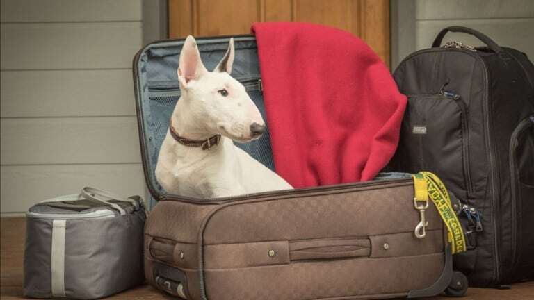 dog sits in suitcase