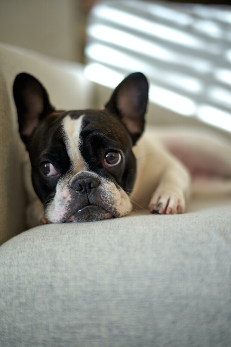 French Bulldog