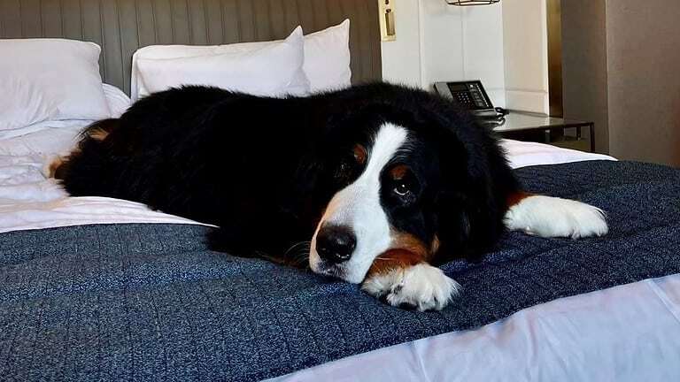 Bernese mountain dog lays on hotel bed